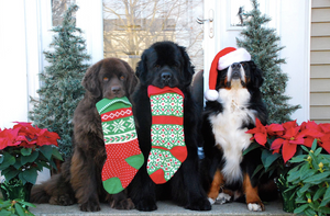 10 Pawsome Holiday Gift Ideas for Your Dog