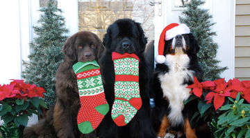 10 Pawsome Holiday Gift Ideas for Your Dog