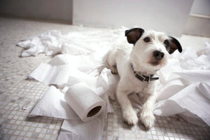How to Survive the Covid-19 Apocalypse With Your Pets