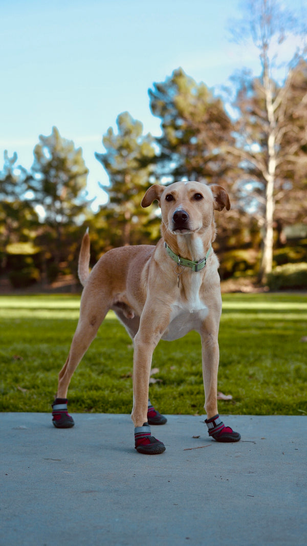 Summer Dog Boots 4pc Dog Shoes