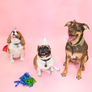 Pawsitive New Year's Resolutions For You & Your Pooch