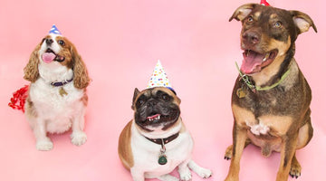 Pawsitive New Year's Resolutions For You & Your Pooch